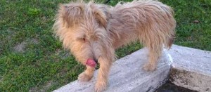 La cagnolina ritrovata a Bolsena