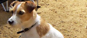 Un jack russell