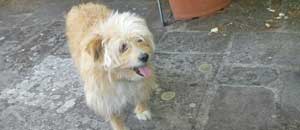Il cucciolo smarrito
