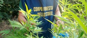 La piantagione trovata dalla forestale
