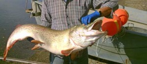 Il luccio pescato da Giuseppe Biondi