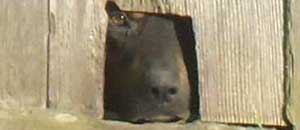 Il rottweiler rinchiuso