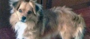 Il cagnolino trovato a Orte Scalo