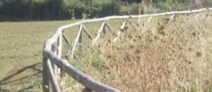 Taglio dell'erba alternato a via Beccali