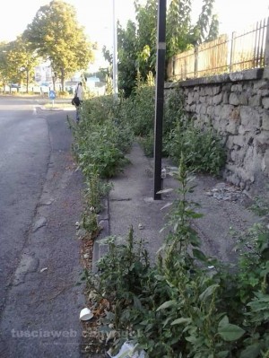 Erbacce a via Villanova