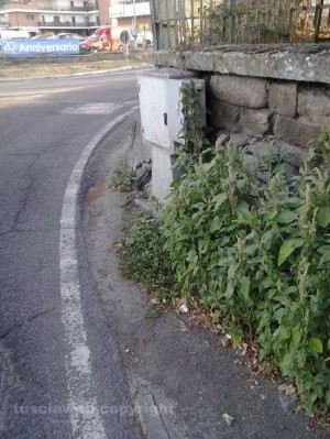 Erbacce a via Villanova