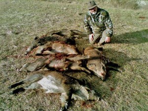 Una immagine di caccia selettiva al cinghiale