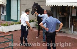 Il cavallo catturato all'Azzurro