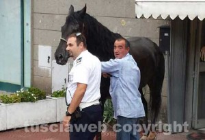 Il cavallo catturato all'Azzurro