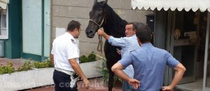 Il cavallo catturato all'Azzurro
