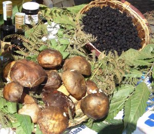 Funghi porcini