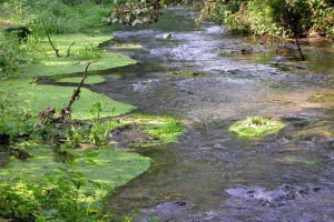 Il fiume Treja