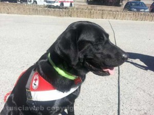 Luna, il cane per la ricerca delle persone dei volontari della Croce rossa