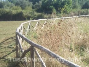 Erba alta in via Beccali