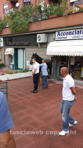 Il cavallo catturato