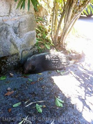 L'istrice trovata per strada