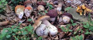 I funghi