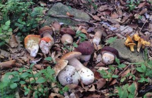 I funghi