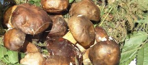 Funghi porcini 