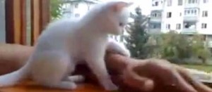 Un gattino premuroso