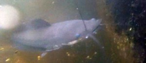 Un esemplare di pesce gatto