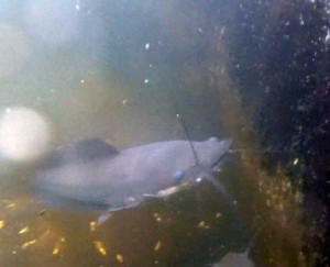 Un esemplare di pesce gatto