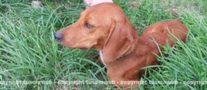 Il cagnolino trovato sulla Commenda