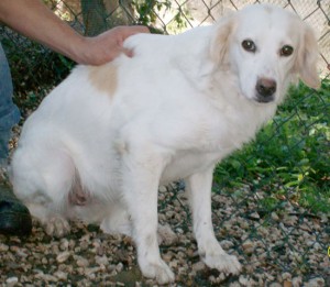 Il cane smarrito in viale Trieste