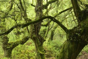 Le immagini del bosco di Sasseto sul sito di National Geographic