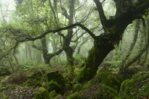 Le immagini del bosco di Sasseto sul sito di National Geographic