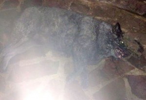 Il cane carbonizzato