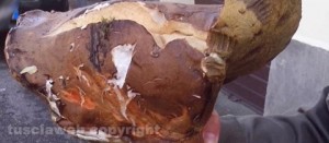 Il fungo porcino gigante
