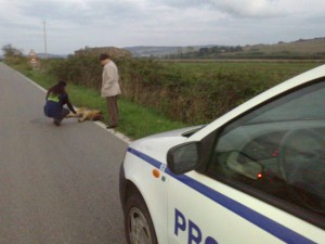 Il salvataggio del pastore tedesco ferito