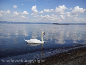 Cigno