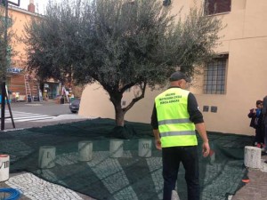 La raccolta delle olive a Pescia Romana