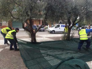 La raccolta delle olive a Pescia Romana