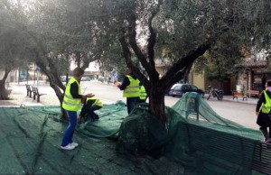 La raccolta delle olive a Pescia Romana