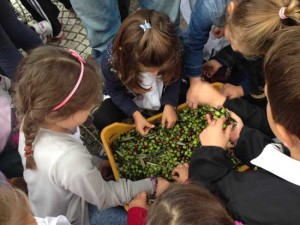 La raccolta delle olive a Pescia Romana