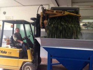 La raccolta delle olive a Pescia Romana