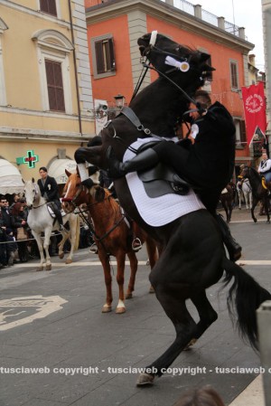 Cavallo durante la sfilata a Sutri