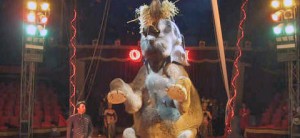 Un elefante del circo