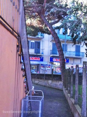 L'albero pericolante vicino all'asilo
