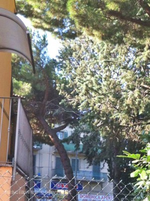 L'albero pericolante all'asilo di Pianoscarano