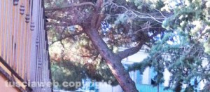 L'albero pericolante all'asilo di Pianoscarano