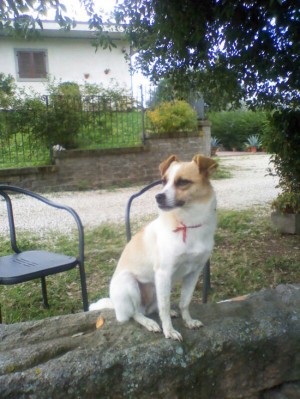 Gina, la cagnolina smarrita