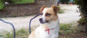 Gina, la cagnolina smarrita