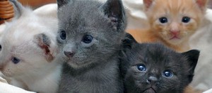 Gattini