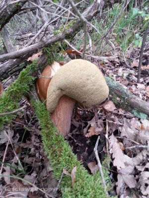 Il fungo porcino gigante prima di essere colto