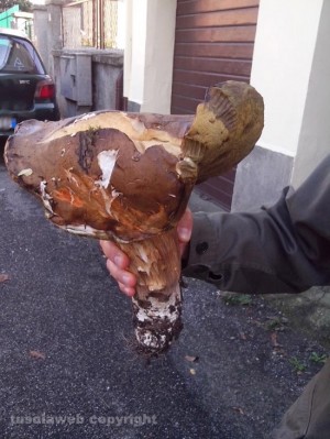 Il fungo porcino gigante