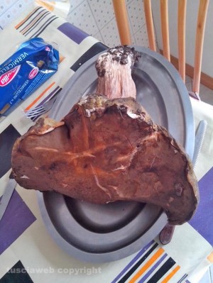 Il fungo porcino gigante